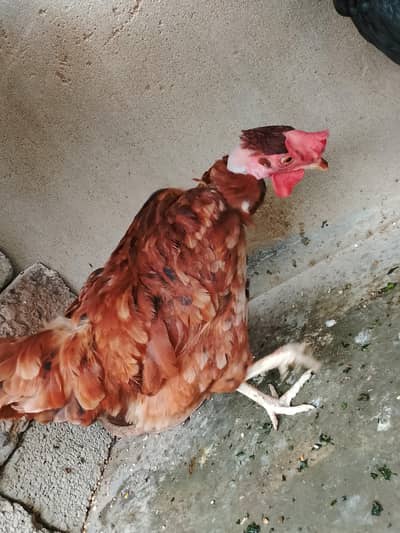 2 male & 1 female urgent sell only serious buyer 03162157353