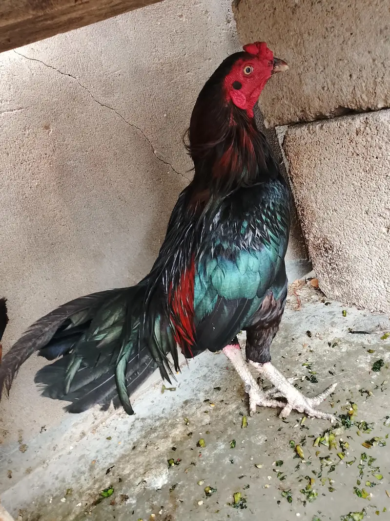 2 male & 1 female urgent sell only serious buyer 03162157353 — photo 2