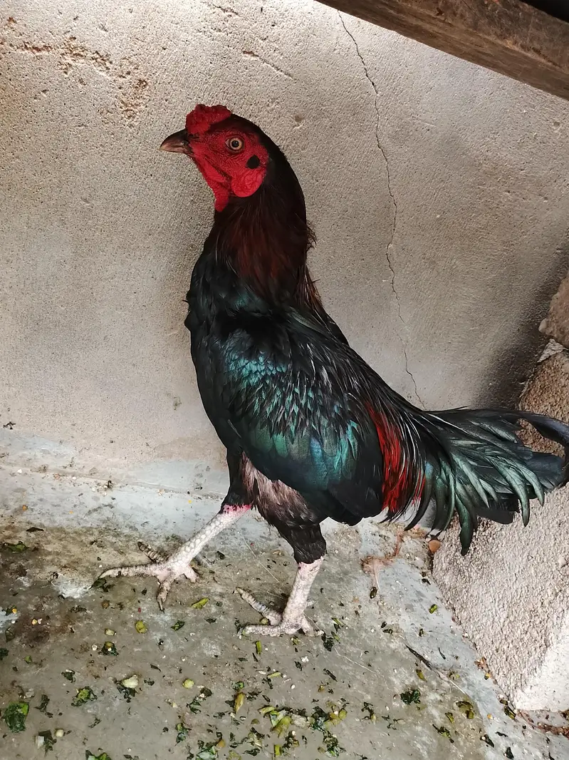 2 male & 1 female urgent sell only serious buyer 03162157353 — photo 3