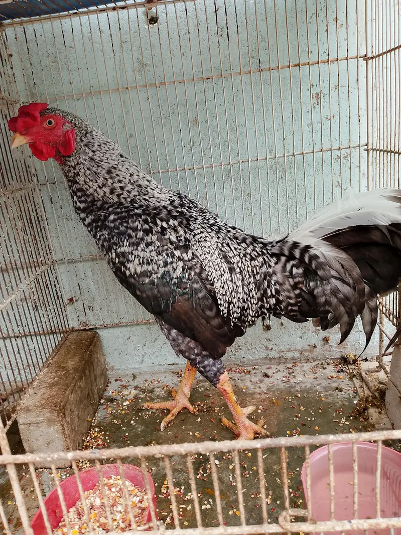 2 male & 1 female urgent sell only serious buyer 03162157353 — photo 4