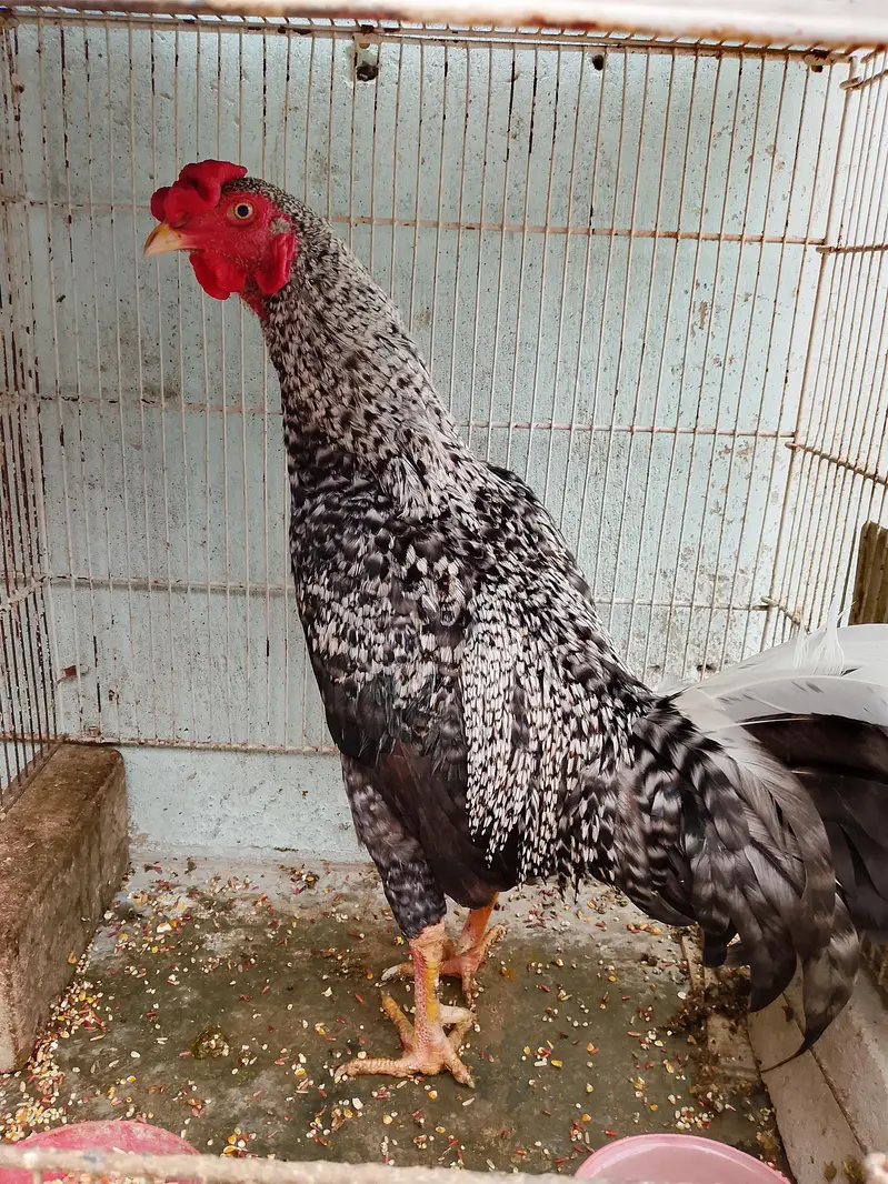2 male & 1 female urgent sell only serious buyer 03162157353 — photo 5