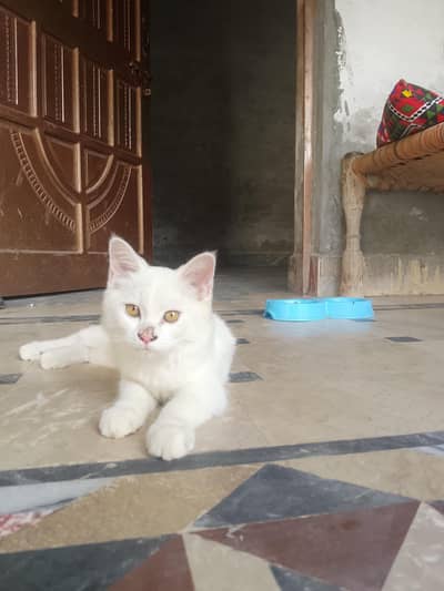 Cute Cat for Sale