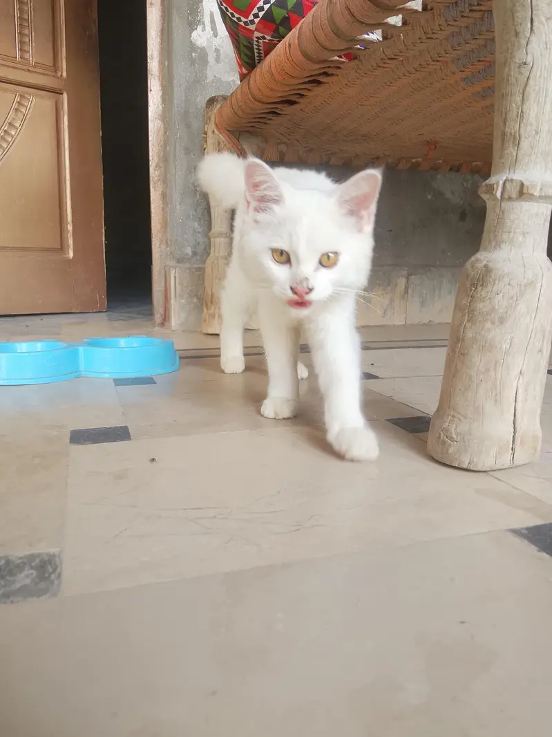 Cute Cat for Sale — photo 2