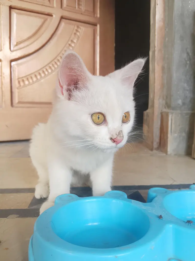 Cute Cat for Sale — photo 3