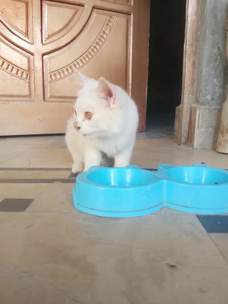 Cute Cat for Sale — photo 4