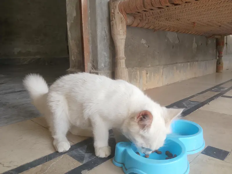 Cute Cat for Sale — photo 5