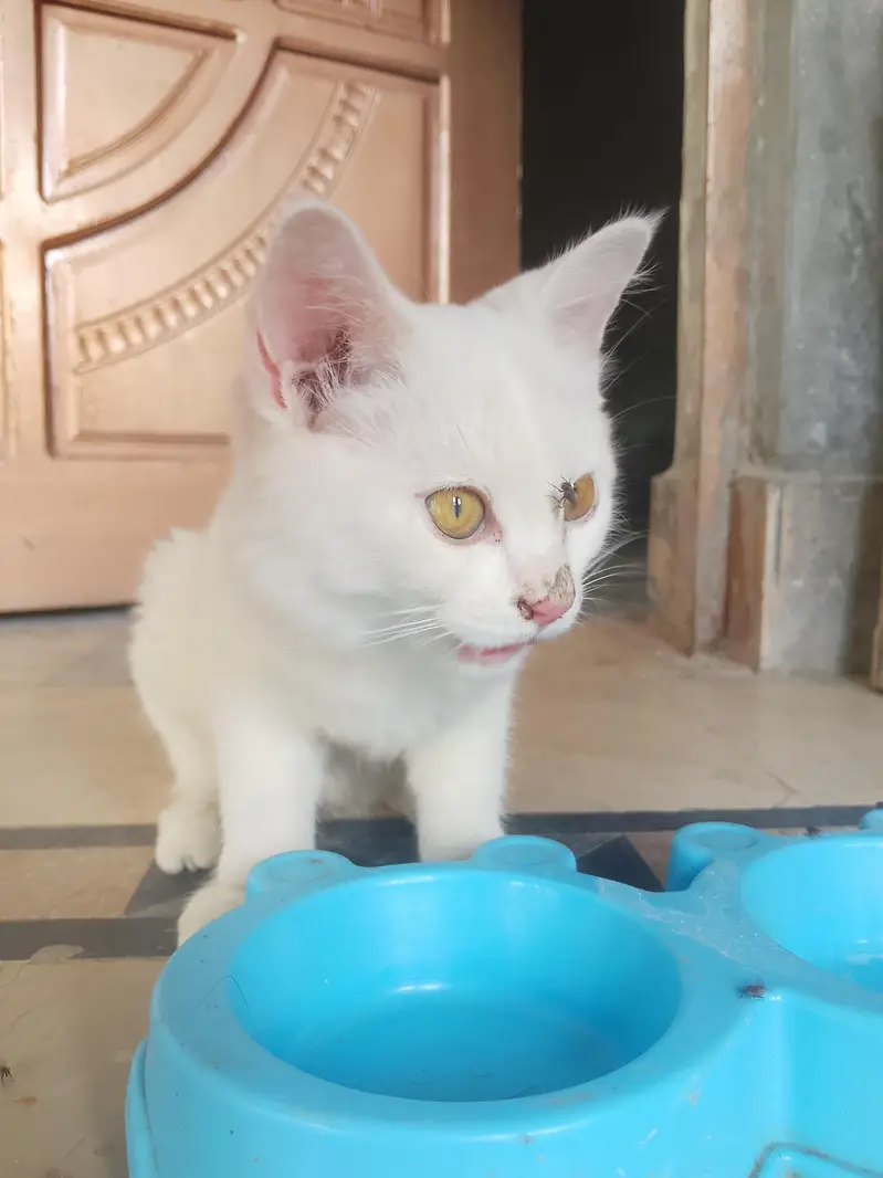 Cute Cat for Sale — photo 6