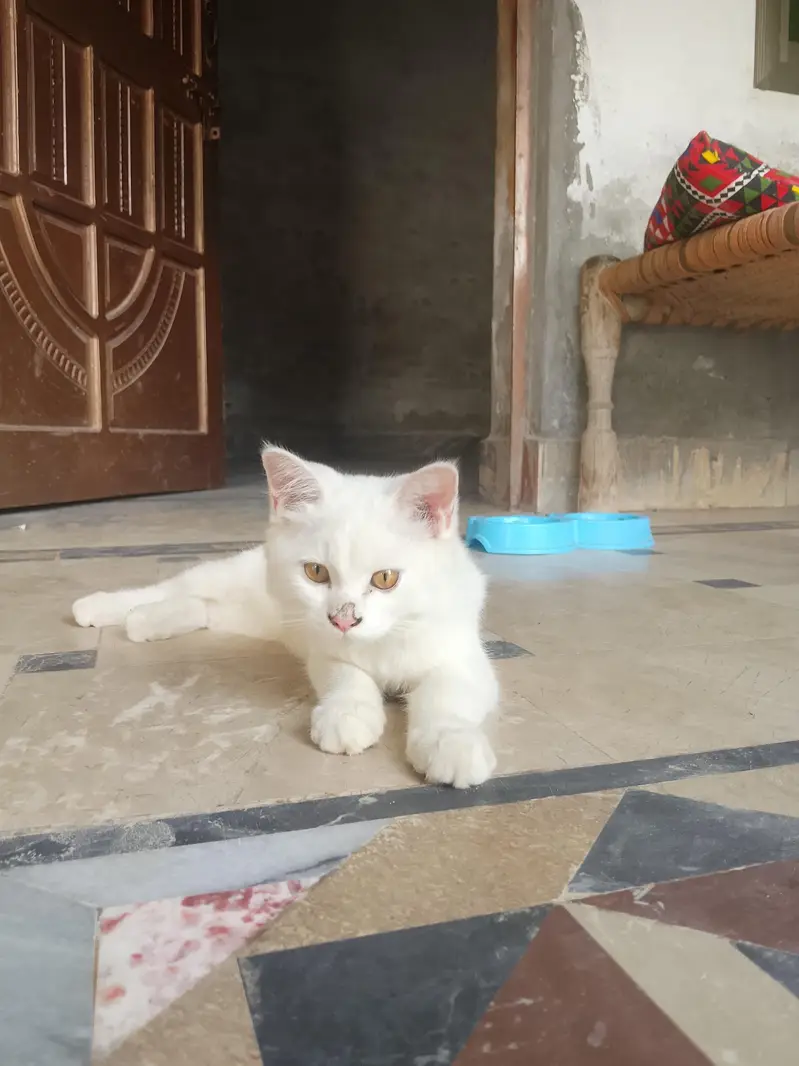 Cute Cat for Sale — photo 7
