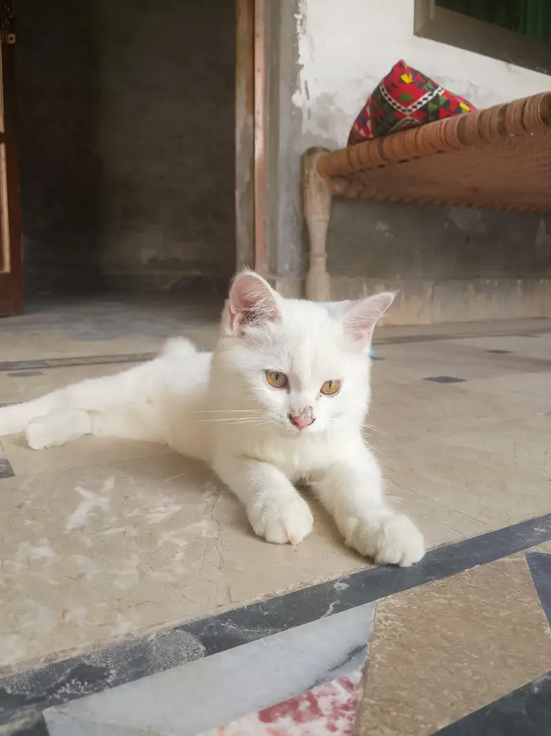 Cute Cat for Sale — photo 8