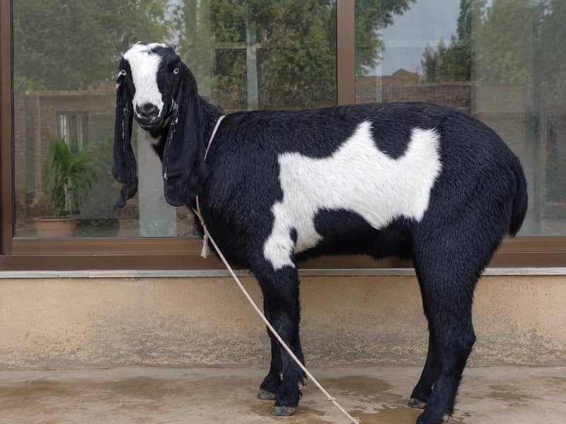 Goat. 0