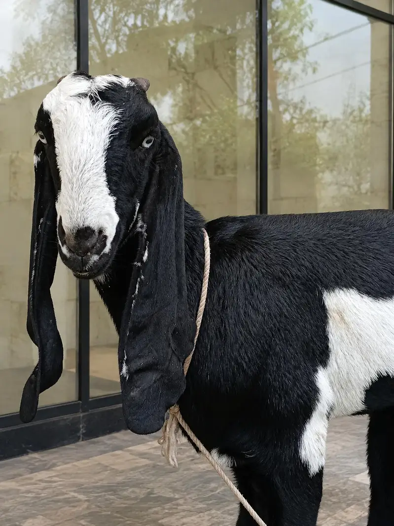 Goat. — photo 2