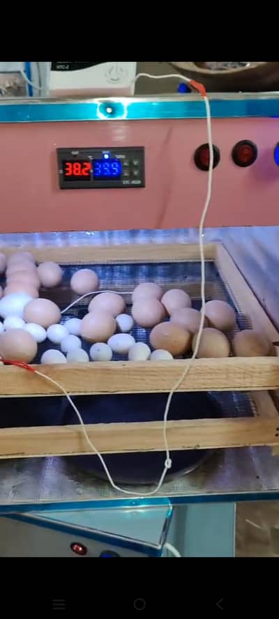incobetar for sale 200 egg