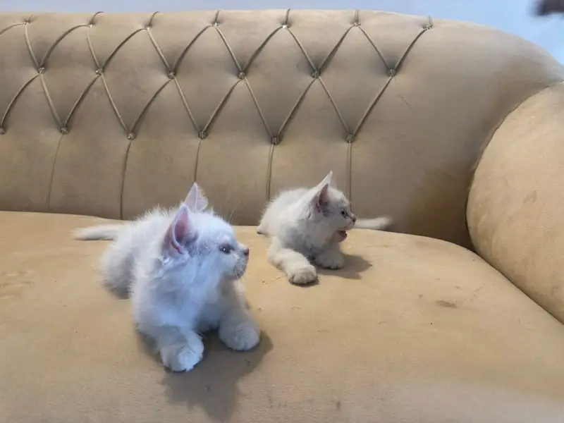 Three persian kittens grey female  2 white male — photo 2
