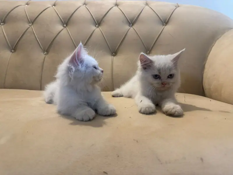 Three persian kittens grey female  2 white male — photo 3