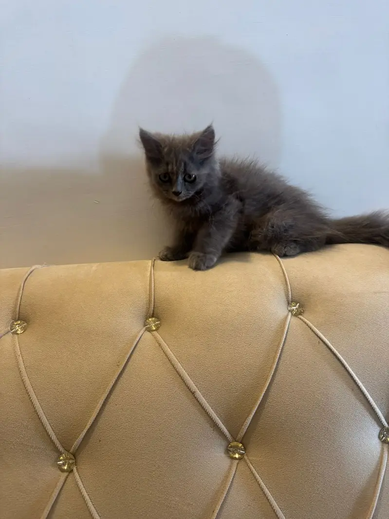 Three persian kittens grey female  2 white male — photo 4