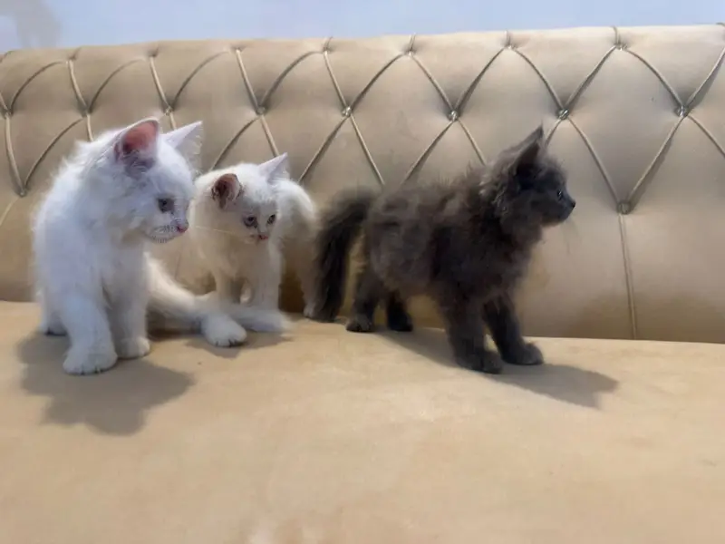Three persian kittens grey female  2 white male — photo 5