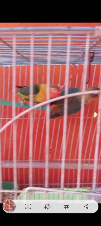 lovebrid green red mix