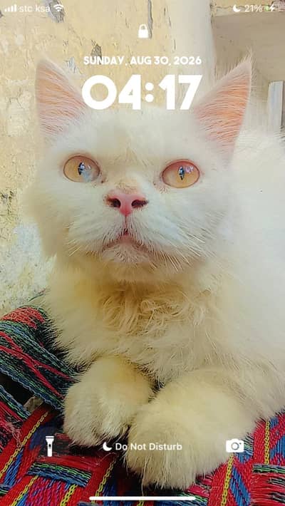 cat for sale