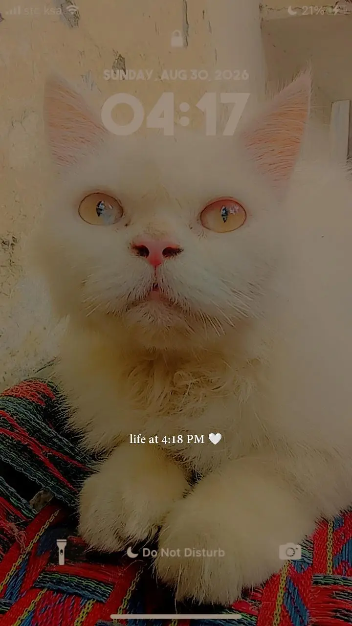 cat for sale — photo 2