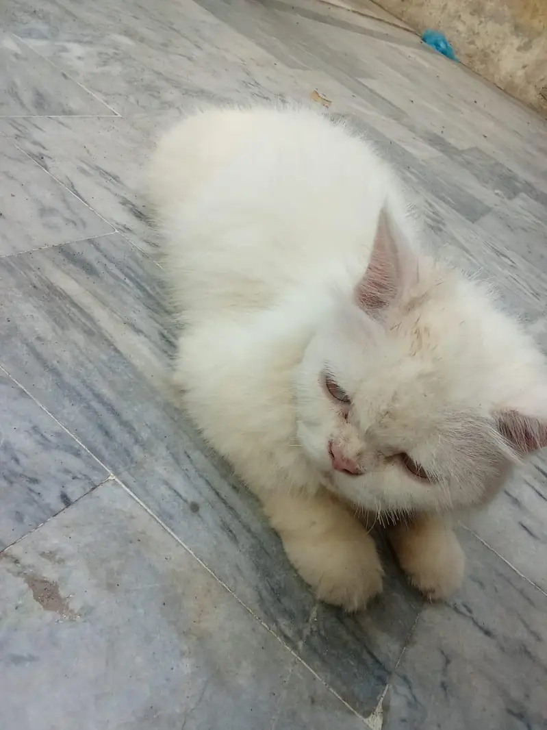 cat for sale — photo 3