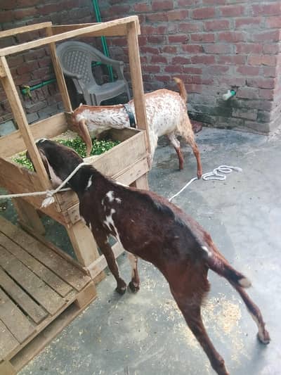 Brown Male or Chini Female Healthy and Active 0/3/0/2/1/7/3/6/8/25