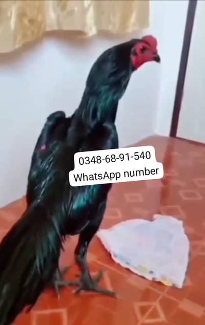 breed aseel heera  delivery all Pakistan kier