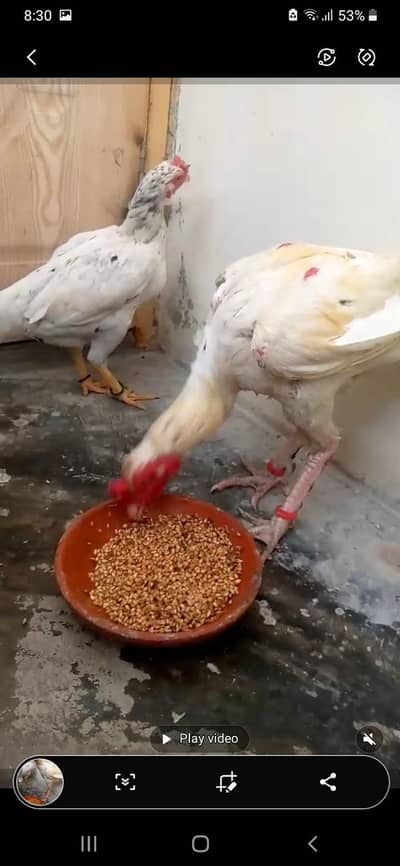 mashallah jeera breed male