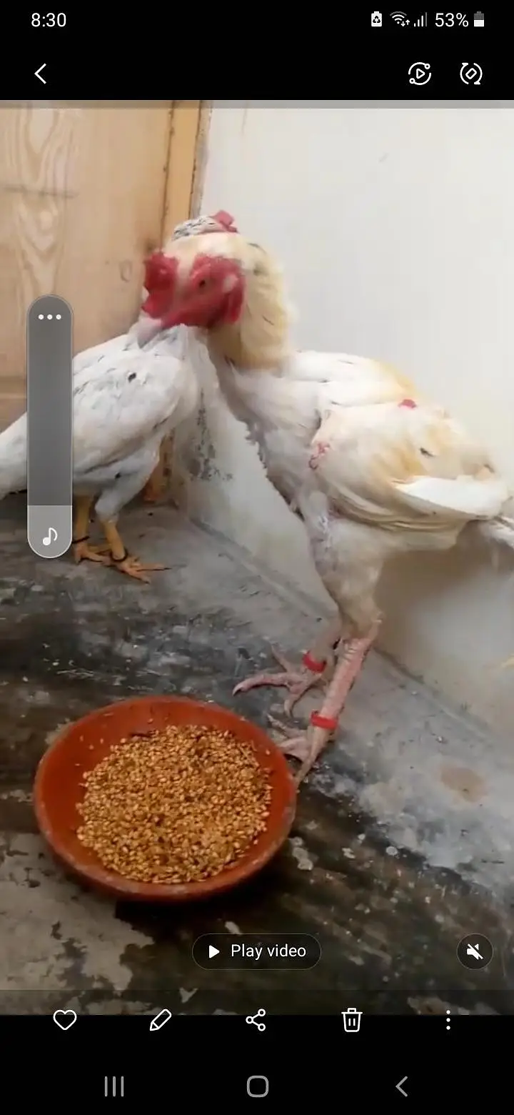 mashallah jeera breed male — photo 2