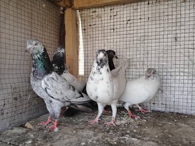 pigeons for sale