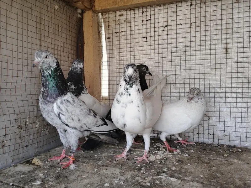 pigeons for sale