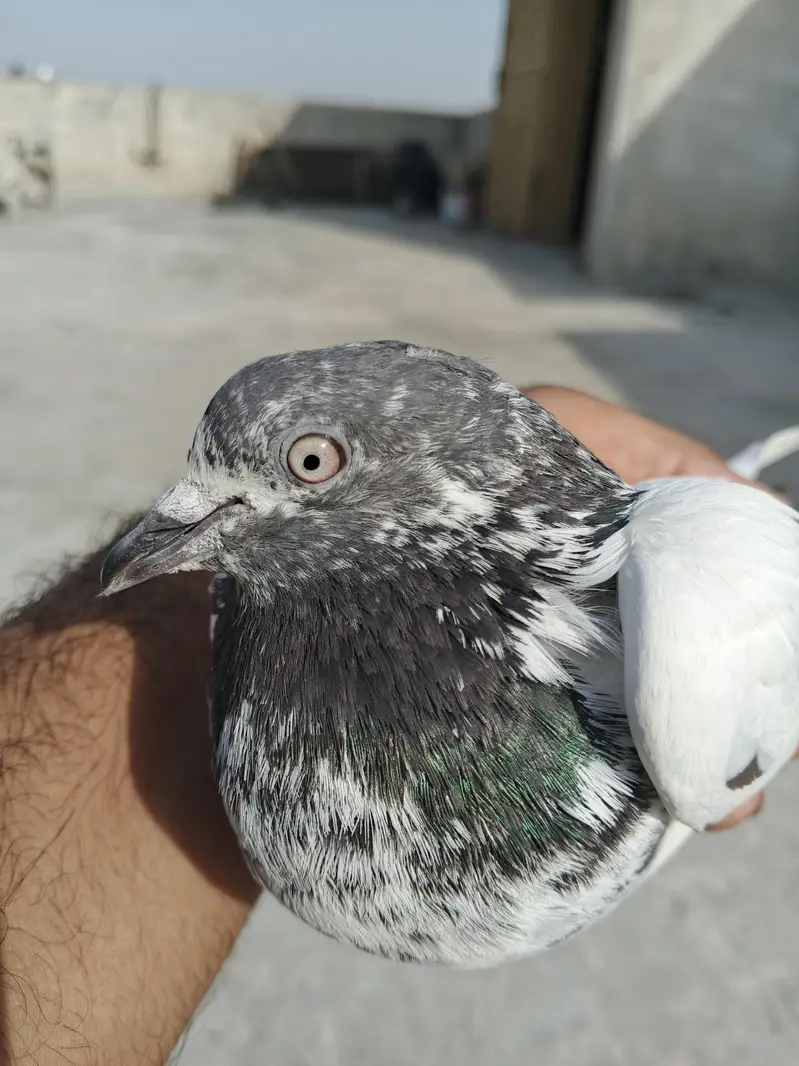 pigeons for sale — photo 2