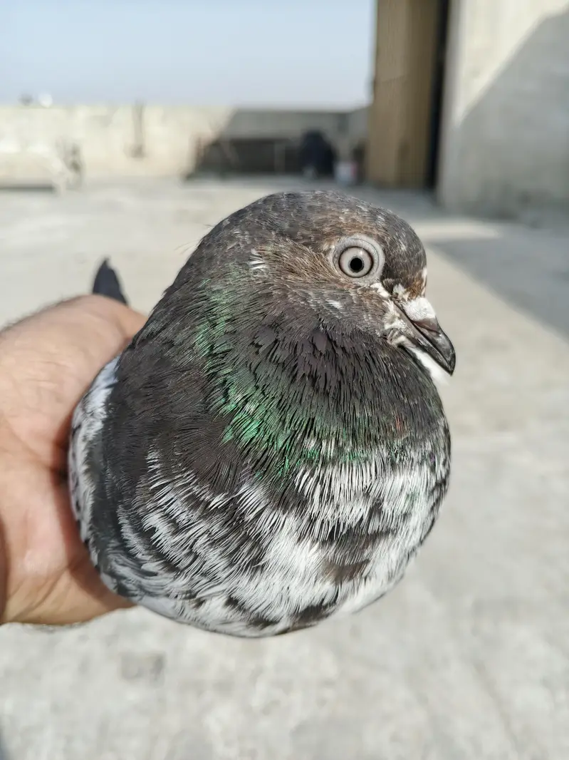 pigeons for sale — photo 3