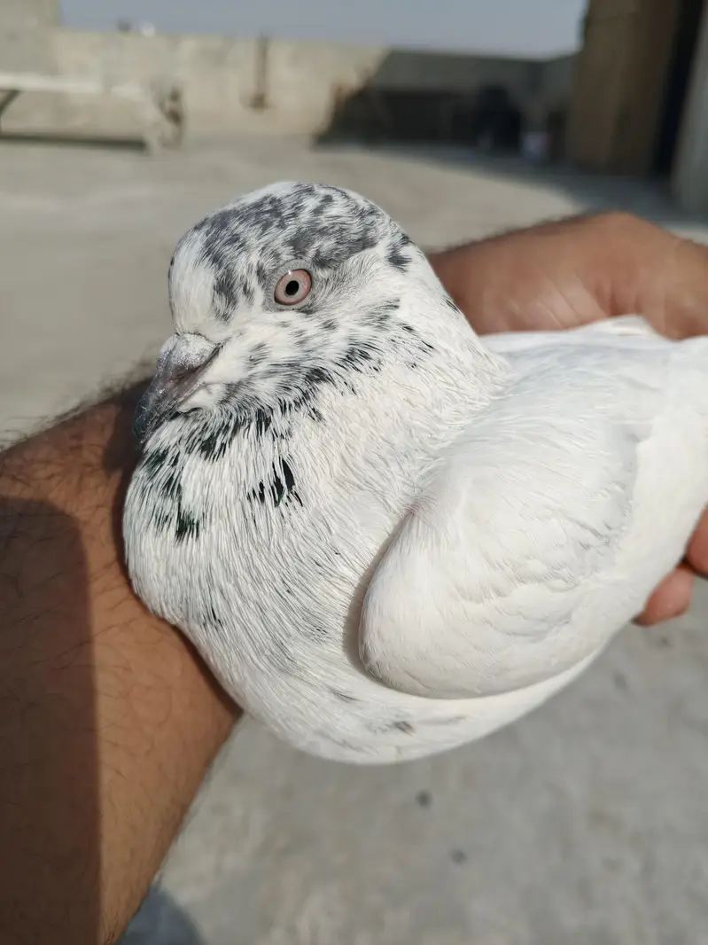 pigeons for sale — photo 4