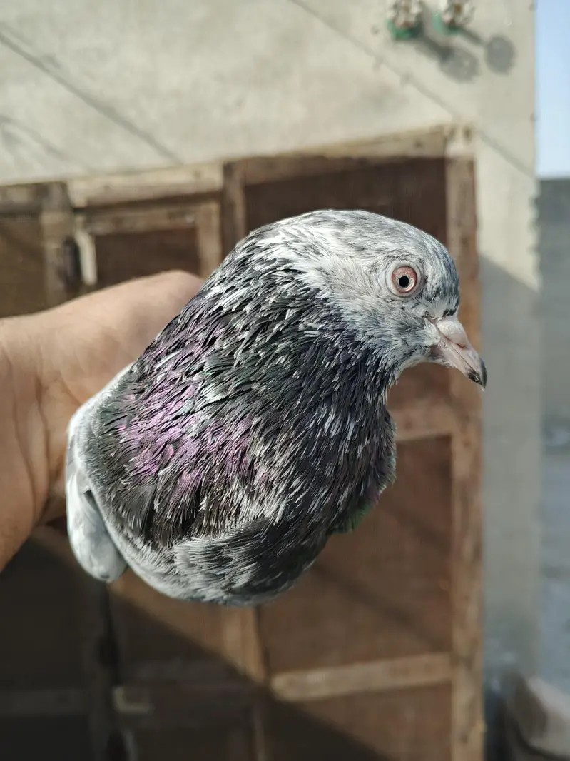 pigeons for sale — photo 6