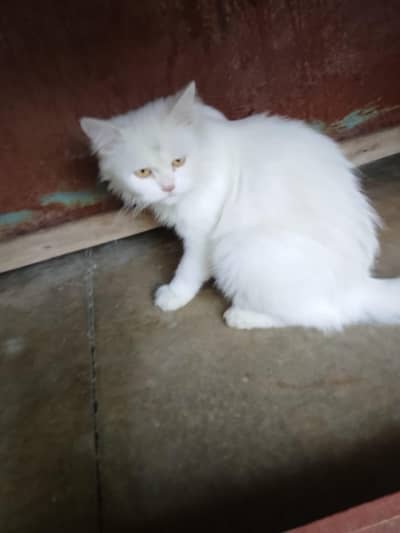 pregnant female cat available