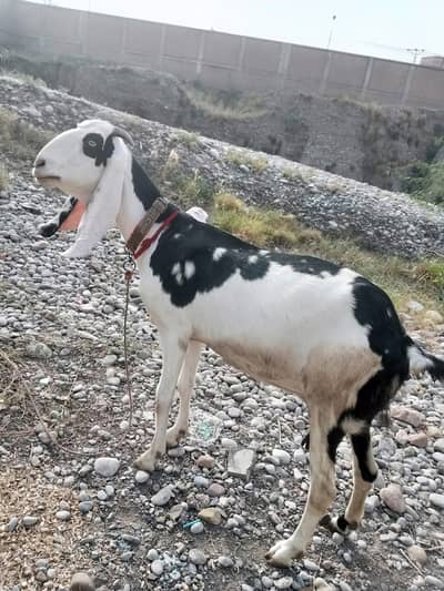 Female Goat for sale