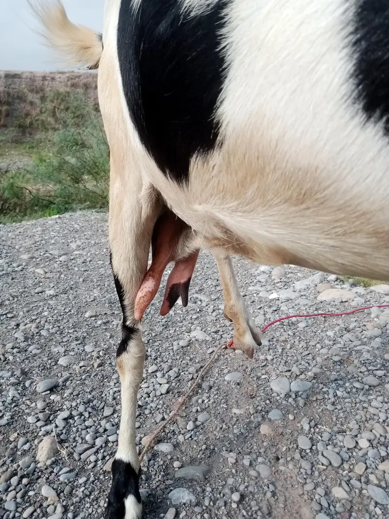 Female Goat for sale — photo 2
