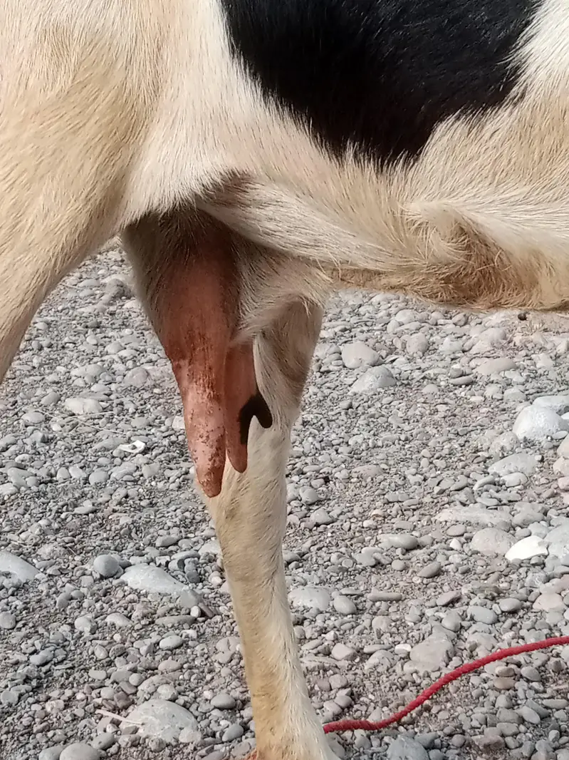 Female Goat for sale — photo 3