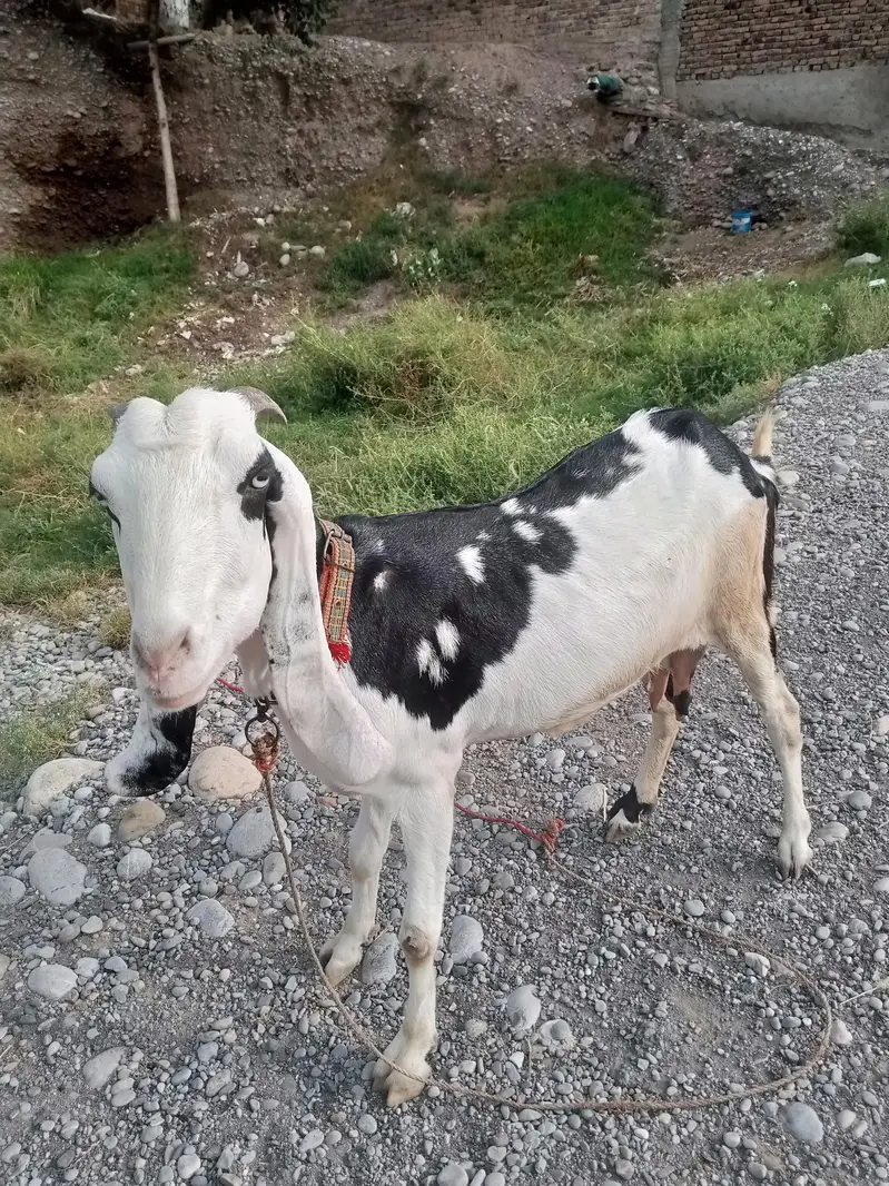 Female Goat for sale — photo 5