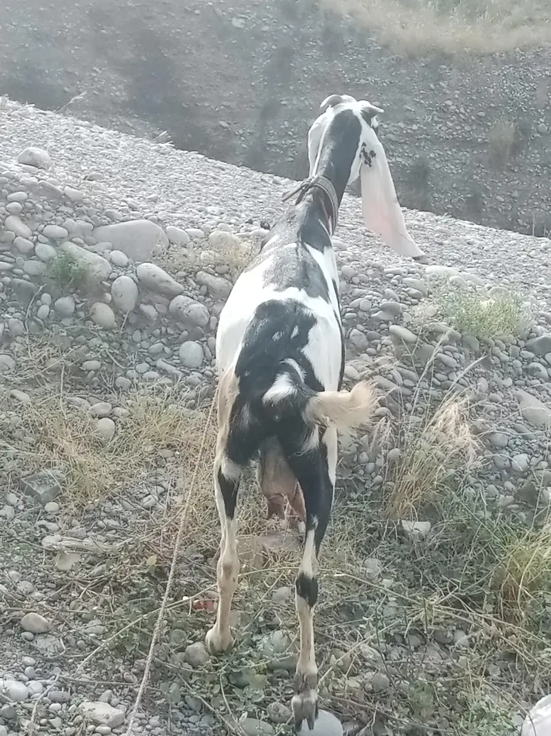 Female Goat for sale — photo 6
