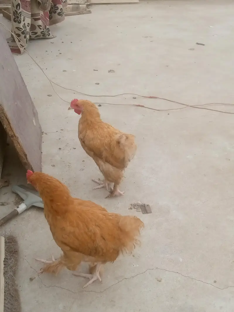 golden buff healthy and active — photo 2