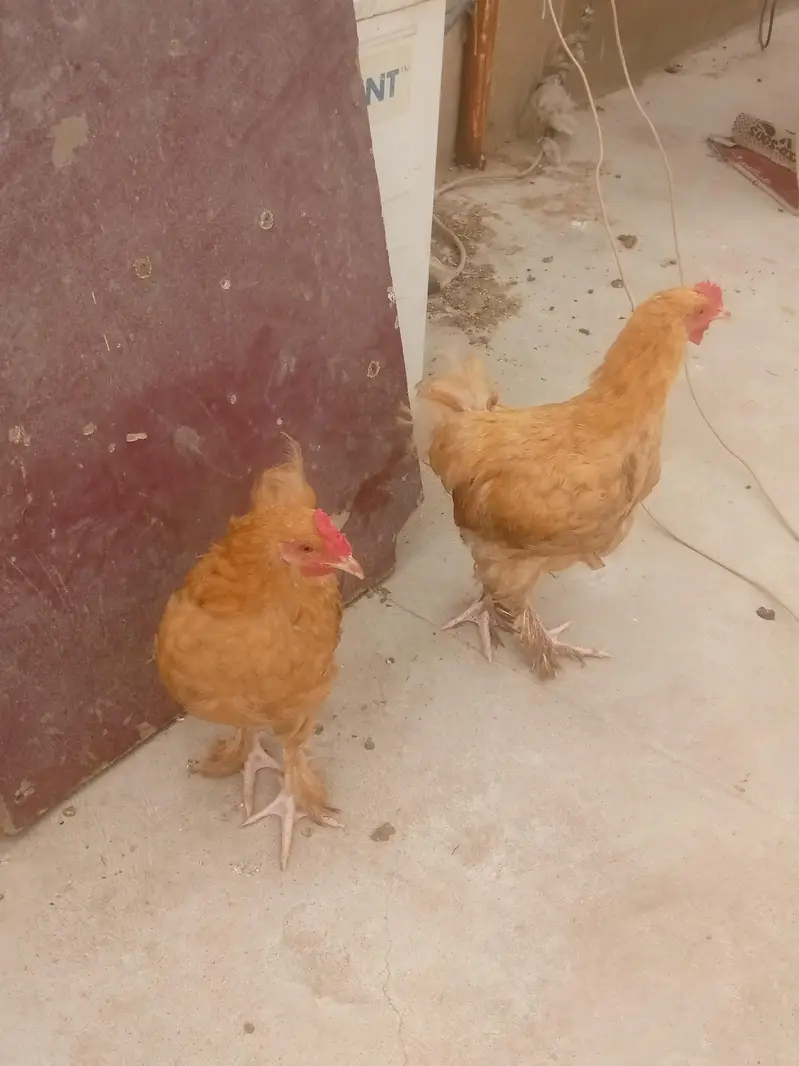 golden buff healthy and active — photo 3
