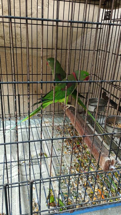Raw ka breeder pair