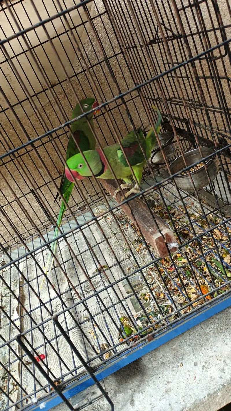 Raw ka breeder pair — photo 2