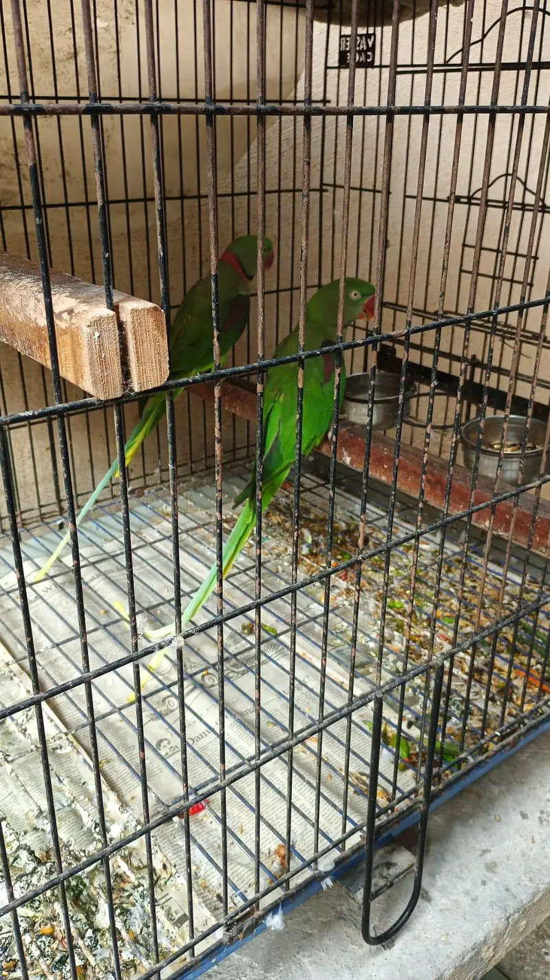 Raw ka breeder pair — photo 3