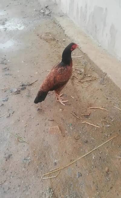 Mianwali Aseel high quality madi laying eggs