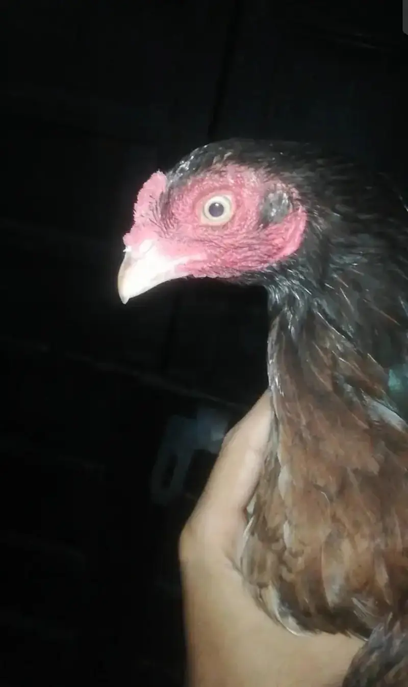 Mianwali Aseel high quality madi laying eggs — photo 3