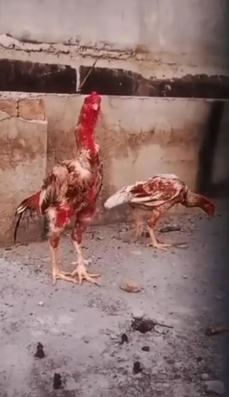 Mianwali Aseel high quality madi laying eggs — photo 4