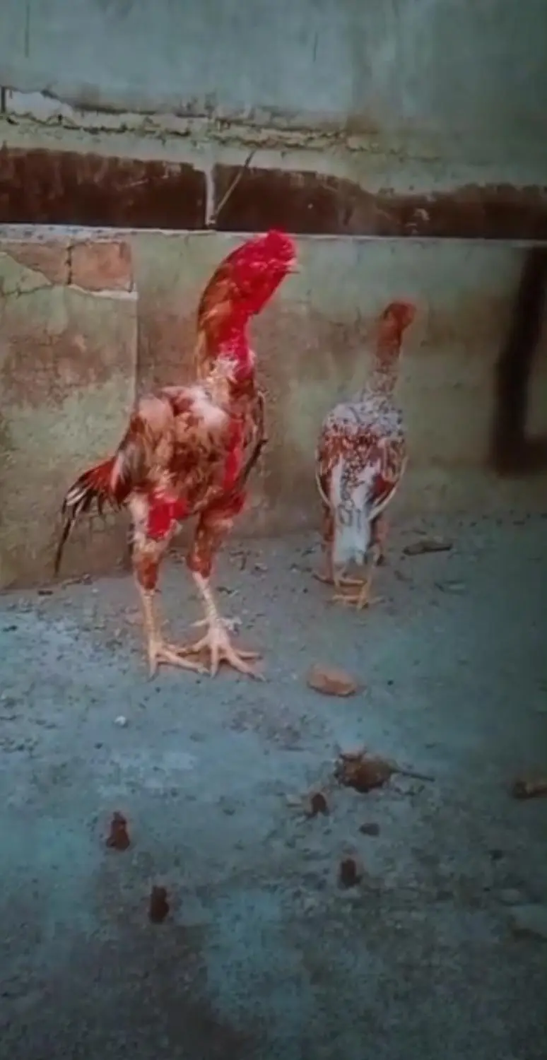 Mianwali Aseel high quality madi laying eggs — photo 5