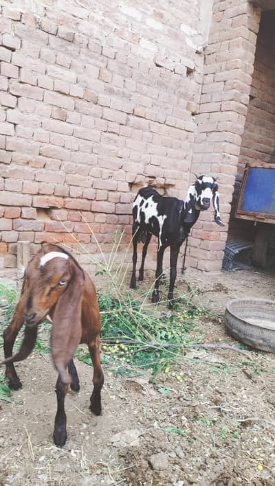 Cross Nasal Ki Bakri Ur Sath Ma 1 Nagari path 2.5month ki